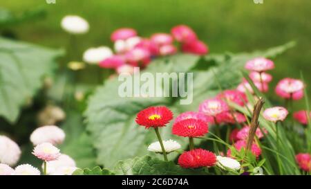 Rosa Gänseblümchen auf grünem Hintergrund, Frühling im Garten, Bokeh und Kopierraum Stockfoto