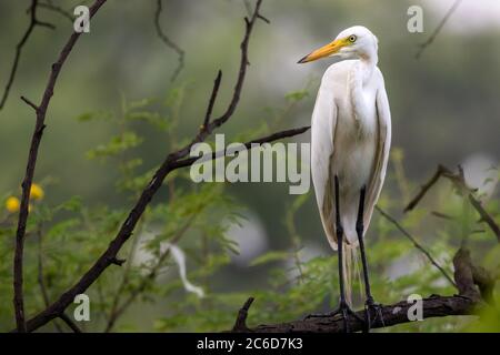 Große Reiher oder ardea alba auf Zweig mit natürlichem grünen Hintergrund in keoladeo Nationalpark oder Vogelschutzgebiet bharatpur rajasthan indien thront Stockfoto