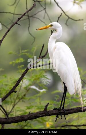 Große Reiher oder ardea alba auf Zweig mit natürlichem grünen Hintergrund in keoladeo Nationalpark oder Vogelschutzgebiet bharatpur rajasthan indien thront Stockfoto