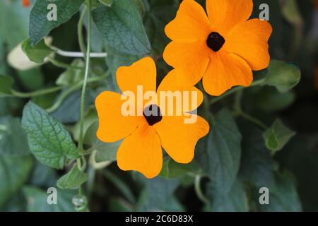 Thunbergia, allgemein bekannt als orangener Uhrwein oder orangener Trompetenwein Stockfoto