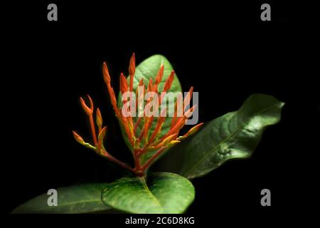 Dschungel Flamme Blume, ixora coccinea Stockfoto