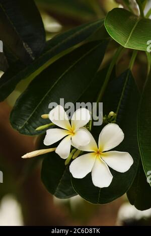 Weiße Plumeria Blume auf grün lassen Hintergrund im Freien Stockfoto