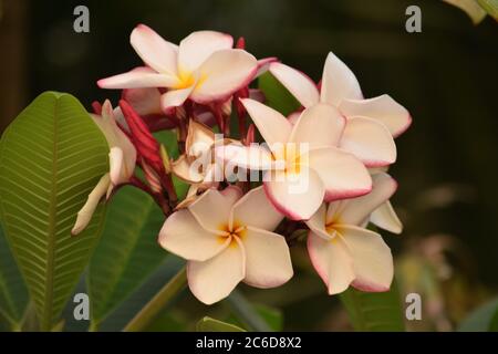 Weiße Plumeria Blume auf grün lassen Hintergrund im Freien Stockfoto