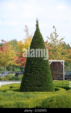 Europäische Eibe, Taxus baccata, Yew, Taxus baccata Stockfoto