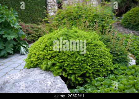 Zwerg-Eibe, Taxus cuspidata Nana, Zwergeibe, Taxus cuspidata Nana Stockfoto