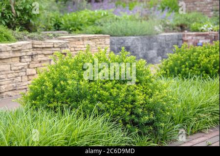 Japanische Eibe, Taxus cuspidata f. nana, Japanische Eibe, Taxus cuspidata f. Nana Stockfoto