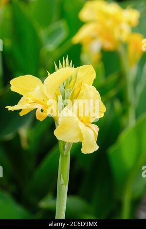 Leuchtend gelbe Blüten von Canna x generalis 'Cannova Yellow'. Canna Lilie 'Cannova Yellow'. Indischer Schuss 'Cannova Yellow', Arrowroot 'Cannova Yellow' Stockfoto
