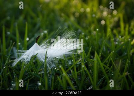 Weiße flauschige Löwenzahn auf dem grünen Gras mit morgendlichen Tauen liegen Stockfoto