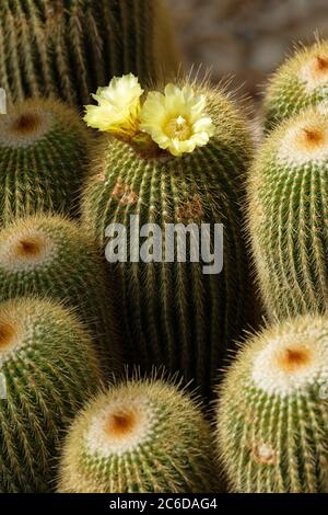 Parodia Leninghausii. Lemon Ball Kaktus, Golden Ball Kaktus und Yellow Tower Kaktus. Eriocactus leninghausii, Notocactus leninghausii in Blüte Stockfoto