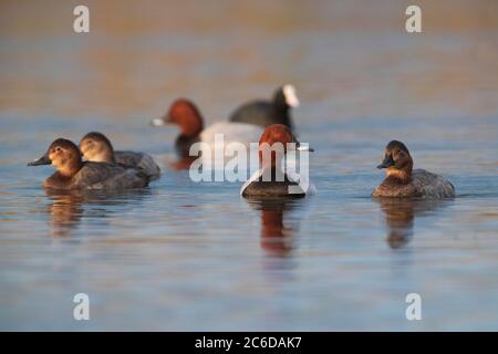 Gemeinsames Pochard (Aythya ferina) Schwimmen in der Gruppe Stockfoto