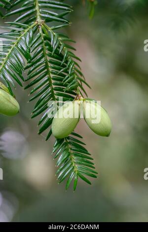 Japanische Nußeibe, Torreya nucifera, Torreya nucifera, Torreya nucifera Stockfoto