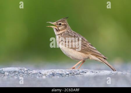 Singender männlicher Crested Lark (Galerida cristata neumanni), der in Italien auf dem Boden steht. Stockfoto