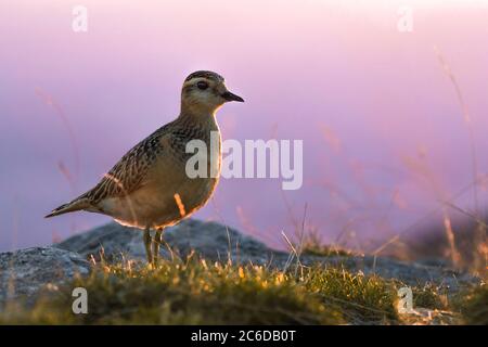 Eurasischer Dotterel (Charadrius morinellus), der während der Herbstmigration in der ländlichen Gegend Italiens ruhte. Fotografiert mit atemberaubendem Abendlicht. Stockfoto