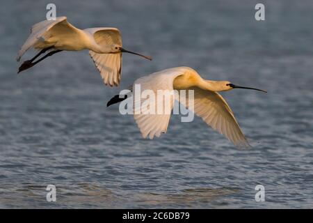 Zwei eurasische Löffler (Platalea leucorodia) fliegen tief über einem See in Italien. Stockfoto