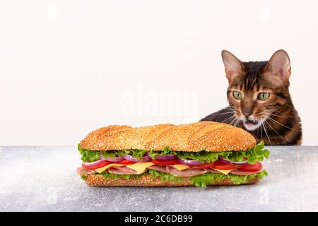 Katze sieht ein riesiges Sandwich mit einem verwirrten und überraschten Blick. Das Konzept der unsachgemäßen Fütterung von Haustieren. Völlerei. Essen ist ein Genuss. Fast Food. Imppe Stockfoto