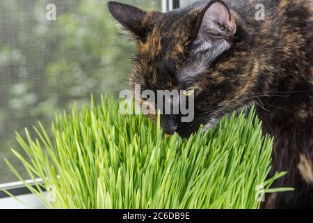 Hauskatze Schildkröte Farbe essen grünes Gras auf Fensterbank an einem sonnigen Sommertag Stockfoto