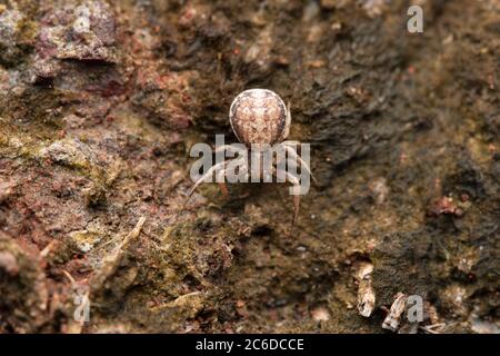 Erdkrabbenspinne, Xysticus cristatus, Satara, Maharashtra, Indien Stockfoto