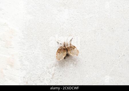 Psychoda cinerea, Psychodidae, Satara, Maharashtra, Indien Stockfoto
