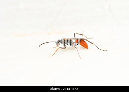 Wesp, Priocnemis schioedtei, Satara, Maharashtra, Indien Stockfoto