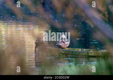 Mallard auf altem hölzernen Boot schwimmend Beiramar O Seixo Mugardos Galicia Spanien Stockfoto