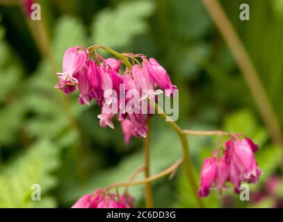 Dicentra 'Stuart Boothman' Stockfoto