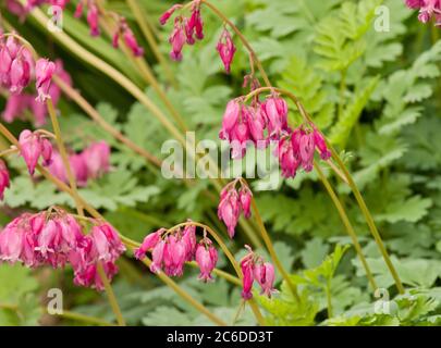 Dicentra 'Stuart Boothman' Stockfoto