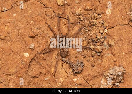 Wolfsspinne, Hogna antelucana, Lycosidae, Satara, Maharashtra, Indien Stockfoto