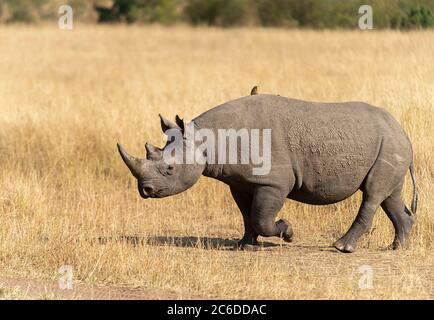 Schwarzes Nashorn mit eingehackt Oberlippe, Maasai Mara National Reserve, Afrika Stockfoto