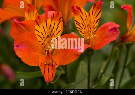 Alstroemeria "Flaming Star" Stockfoto