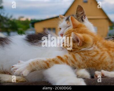 Flauschige mehrfarbige Mama Katze sanft umarmt ein rotes Kätzchen. Eine Familie von Katzen schläft auf einem Dach im Freien an einem bewölkten Tag. Elterliche Liebe zu Tieren. Stockfoto