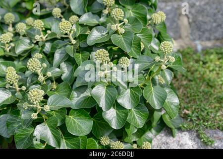 Strauch-Efeu, Hedera hibernica Arbori Compact, Bush Ivy, Hedera hibernica Arbori Compact Stockfoto