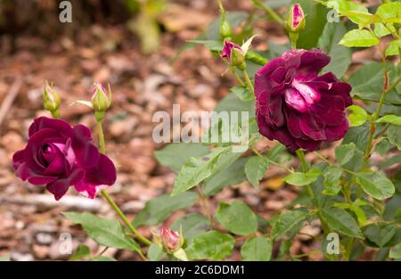 Rosa Burgundy Ice Stockfoto