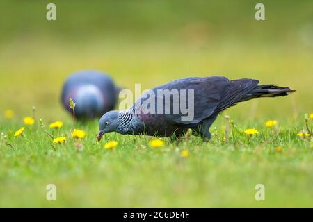 Trocaz Taube (Columba trocaz) in der Gras zu finden Stockfoto