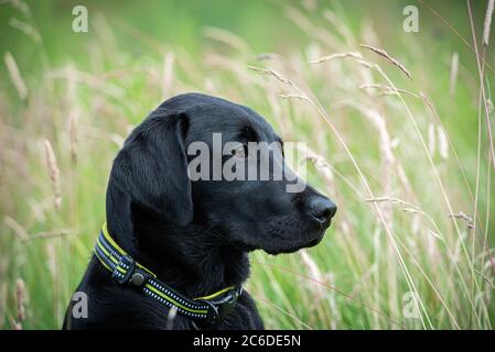 Schwarzer Labrador Retriever Welpe, der aufmerksam in einem Feld von langem Gras sitzt Stockfoto