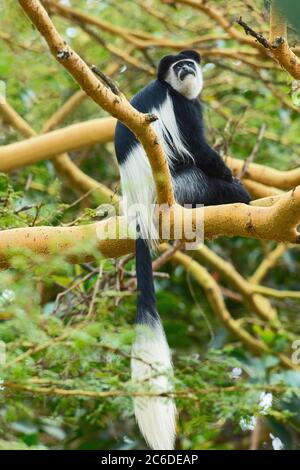 Schwarz-weißer Kolobusaffen aus Afrika, Lake Naivasha, Kenia, Afrika Stockfoto