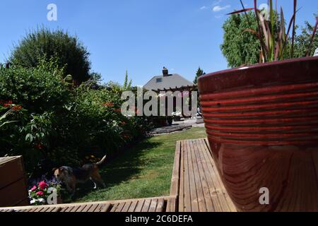 Blick von der Rückseite eines Gartens in Shirley croydon Surrey UK mit Hund spielen im Sommer. Stockfoto