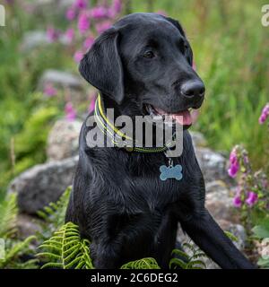 Schwarzer Labrador Retriever Welpe, der aufmerksam auf einer alten Steinmauer in einem Feld mit langem Gras in den Campsie Fells steht Stockfoto