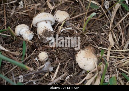 Essbarer Pilz Calocybe gambosa auf der Wiese, bekannt als St. George's Pilz. Gruppe weiß-cremig gefärbte Pilze im Gras im Frühjahr wachsen. Stockfoto