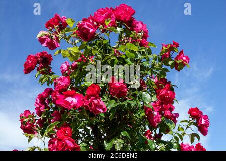 Rote Strauchrose Rosa Hamburger Phoenix Stockfoto