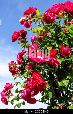 Kletterrose Rosa Hamburger Phoenix lebendige Blumen Stockfoto