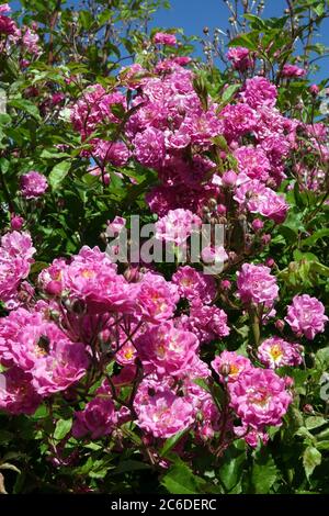 Rosafarbene Rosen in voller Blüte Juni blühende Sträucher im Garten, blühende Rosen Stockfoto