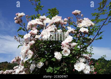 Weiße Rose in voller Blüte, blühend im Juni Garten große Blüten Weiße Rappelrose, Garten mit weißen Rosen Stockfoto