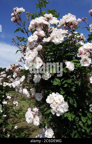 Weiße Rose kletternde Rosen Blumen im Garten Stockfoto