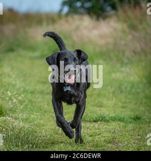 Schwarzer Labrador Retriever Welpe läuft auf einer Strecke in einem Feld von langem Gras in den Campsie Fells Stockfoto