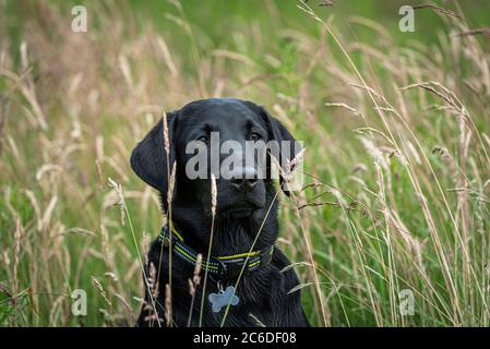 Schwarzer Labrador Retriever Welpe, der aufmerksam in einem Feld von langem Gras sitzt Stockfoto