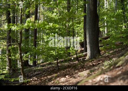 Landschaftlich schöner Blick auf den grünen Laubwald. Wald mit Buchen und Eichen im Frühling. Stockfoto