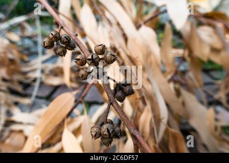 Eine Nahaufnahme von Eukalyptusfrüchten und Samen. Die Frucht ist eine holzige Kapsel, die gemeinhin als "Knauze" bezeichnet wird. Stockfoto