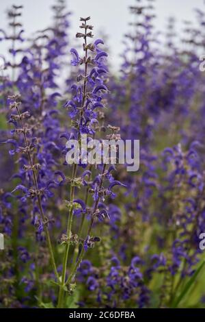 Heilpflanze Salvia pratensis auf der Wiese. Bekannt als Wiesenklary oder Wiesensalbei. Wildpflanze mit lila Blüten im Frühjahr. Stockfoto