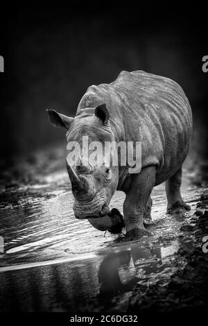 Rhinoceros Tierportrait mit einem leichten Vorderansicht Winkel monochrom schwarz-weiß Bild Stockfoto