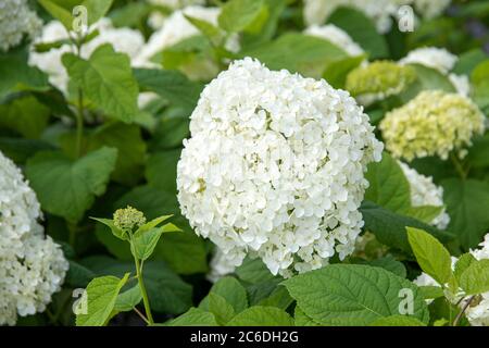 Schneeball-Hortensie, Hydrangea arborescens Annabelle, Schneeball Hortensie, Hydrangea arborescens Annabelle Stockfoto